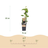 Green boutiQ - Fruitplant - Paarse Druif -  Vitis vinifera Vanessa - Pitloos - 2 växtn - Kruka 15cm Hoogte 50cm