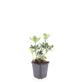 Pachysandra Variegata en godet - Pachysandra panaché - H 10-25 cm, pot Ø9 cm - photo 3