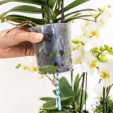 Orchidées Phalaenopsis blanches Mineral Amabilis en coupe Oyster - bouquet de 3