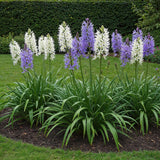 Green boutiQ - Bloembollen - Camassia Leichtlinii Mix - Kleur Paars i Wit - 5 stuks - Bolmaat 12/14 - XXL Pack