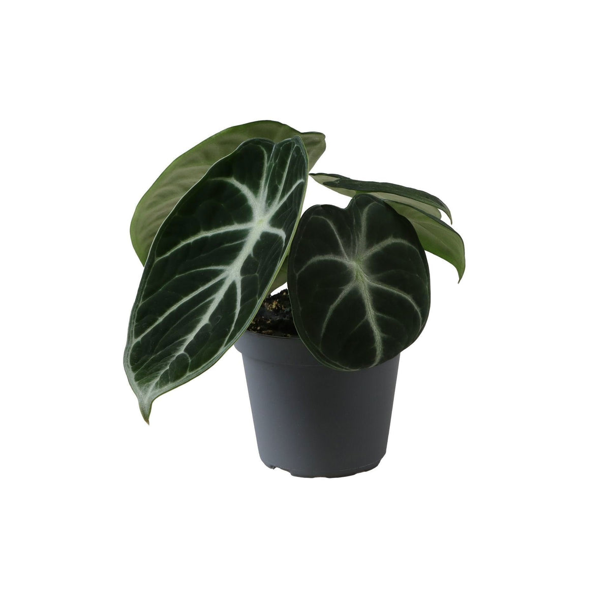 Mini Alocasia Ninja - Alocasia à feuillage sombre - H 10 cm, pot Ø6 cm