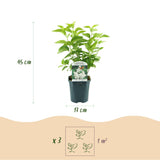 Green boutiQ - Trädgårdsväxt - Syringa vulgaris Mme Lemoine - Vanlig Syren - Frosttålig - Vit - 1 Växt - Kruka 17cm - Höjd 45cm