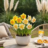 Green boutiQ - Bloembollen - Narcis Double mix - Kleur Geel i Wit - 10 stuks - Bolmaat 12/14 - XXL Pack