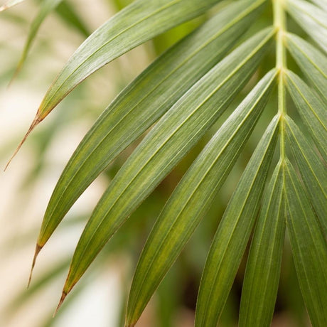 Green boutiQ - Kamerplant - Goudpalm - Dypsis Lutescens Areca - Groen - Weinig onderhoud - 1 Plant - Kruka 21cm - Hoogte 90 - 100cm