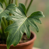 Green boutiQ - Kamerplant - Philodendron - Philodendron Xanadu - Groen - Weinig onderhoud - 1 Plant - Kruka 19cm - Hoogte 60cm