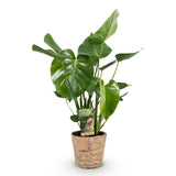 Green BoutiQ - Green is... Kamerväxtn - Monstera Deliciosa - Gatenplant - Weinig onderhoud - met mand - Groen - 1 Plant - Kruka 17cm - Hoogte 50-55cm