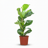 Green boutiQ - Kamerplant - Vioolbladplant - Ficus Lyrata - Groen - Weinig onderhoud - 1 Plant - Kruka 21cm - Hoogte 75 - 85cm