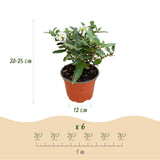 Green boutiQ - Tuinplant - Buddleja davidii Butterfly Candy Little White - Vlinderstruik - Compact - Wit - 1 Plant - Kruka 12cm - Hoogte 20-25cm
