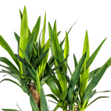 Yucca Elephantipes Vertakt Ø21cm - ↕60 - 70cm