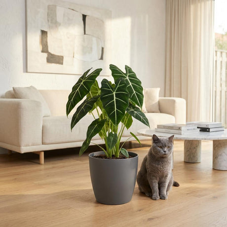 Green boutiQ - Kamerplant - Olifantsoor - Alocasia Frydek - Groen - Weinig onderhoud - 1 Plant - Kruka 19cm - Hoogte 60cm