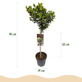 Green boutiQ - Tuinplant - Ilex meserveae Blue Maid - Plant op stam - Terras Plant - Bladverliezend - Weinig Onderhoud - Kruka 19cm Hoogte 90cm