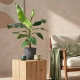 Green BoutiQ - Kamerväxtn - Musa acuminata Dwarf Cavendisch - Bananenplant - Weinig onderhoud - Groen - 1 Plant - met Potter Grijs - Kruka 21cm - Hoogte 70-75cm