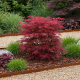 Green boutiQ - Terrasplant - Japanse Esdoorn - Acer palmatum Skeetsers Broom - Paars - 2 Växtn - Bladverliezend - Kruka 19cm Hoogte 70cm