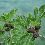Green boutiQ - Tuinplant - Ficus carica Brown Turkey - Plant op stam - Terras Plant - Bladverliezend - Weinig Onderhoud - Kruka 19cm Hoogte 90cm