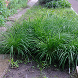 Carex Irish Green - H 50 cm, pot Ø17 cm - photo 5
