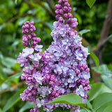 La Green Touch - Trädgårdsväxt - Syringa vulgaris Michel Buchner - Vanlig Syrén - Winterhård - Rosa - 1 Växt - Kruka 17cm - Höjd 45cm