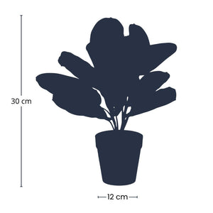 Maranta artificielle i kruka h30cm