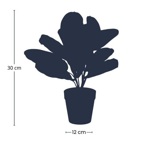 Maranta artificielle i kruka h30cm