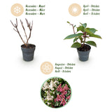 Green boutiQ - Tuinplant - Hydrangea panniculata Living Infinity - Pluimhortensia - Winterhard - Wit - 1 Plant - Kruka 12cm - Hoogte Hoogte 20-30cm
