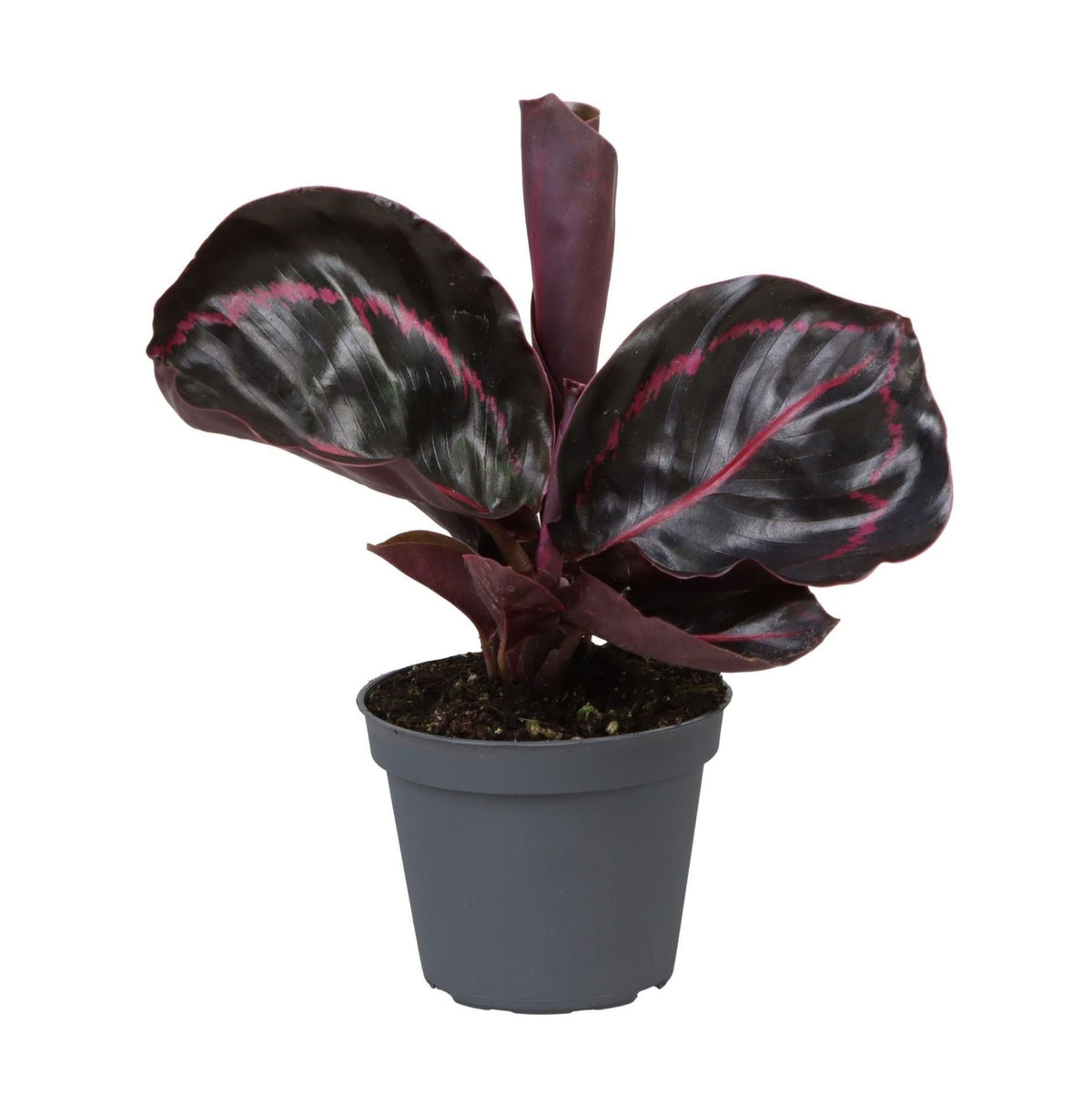 Mini Calathea Dottie - Goeppertia roseopicta - H 15 cm, pot Ø6 cm