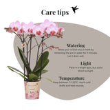 Orchidée Phalaenopsis rose Mineral Antwerpen et 2 succulentes - coffret Horizon rose