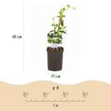 Jasmin étoilé - Trachelospermum jasminoides - H 35 cm, pot Ø9 cm - photo 3