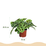 Green boutiQ - Kamerplant - Marantha Silverband, Marantha Lemon Lime Marantha Kerchoveana - Gebedsplant - Huisdiervriendelijke Plant - Groen - 3 Växtn - met Potter Grijs - Kruka 12cm - Hoogte 25cm