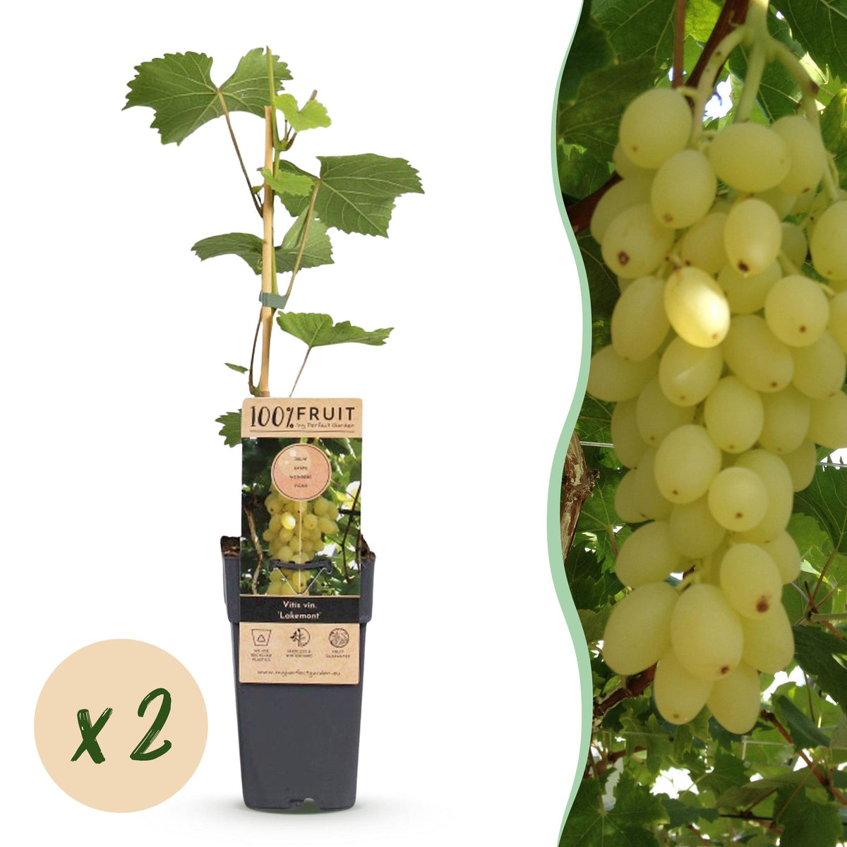 Vigne Lakemont - H 50 cm, pot Ø15 cm