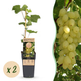 Vigne Lakemont - H 50 cm, pot Ø15 cm