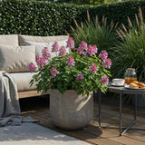 Green boutiQ - Bloembollen - Corydalis Beth Evans - Kleur Wit i Paars - 20 stuks - Bolmaat 6/7 - XXL Pack