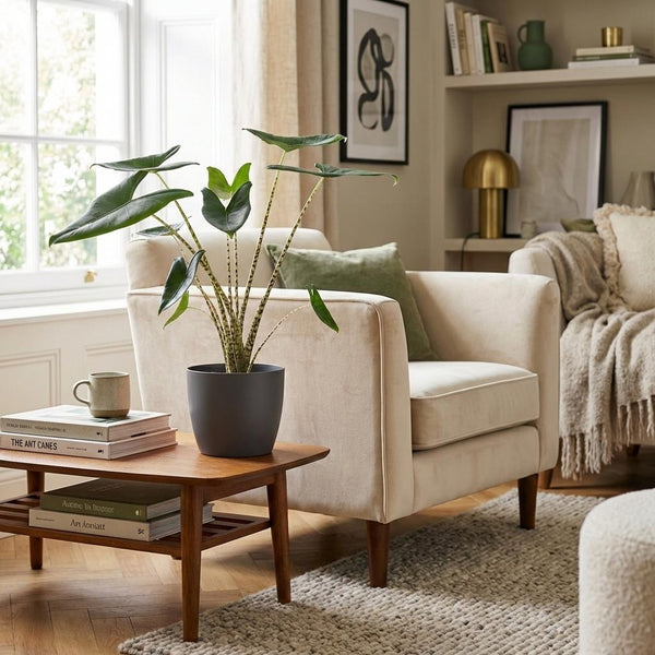 Green boutiQ - Kamerplant - Olifantsoor - Alocasia Zebrina - Groen - Weinig onderhoud - 1 Plant - met Potter Grijs - Kruka 21 cm - Hoogte 70 - 75cm