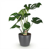 Green BoutiQ - Kamerväxtn - Monstera Deliciosa - Gatenplant - Weinig onderhoud - Groen - 1 Plant - met Potter Grijs - Kruka 21cm - Hoogte 70-80cm