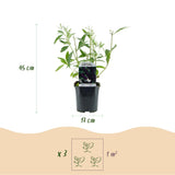Green boutiQ - Trädgårdsväxt - Buddleja davidii Black Night - Fjärilsbusk - Winterhard - Lila - 3 Växter - Kruka 17cm - Höjd 45cm