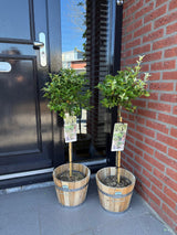 Green boutiQ - Tuinplant - Euonymus fortunei Harlequin - Plant op stam - Terras Plant - Bladhoudend - Weinig Onderhoud - Kruka 19cm Hoogte 90cm