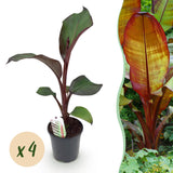 Green boutiQ - Fruitplant - Bananen plant - Ensete ventricosum Maurelli - Winterhard - 4 växtn - Kruka 17cm Hoogte 40cm