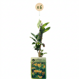 Chèvrefeuille de Tellmann - Lonicera × tellmanniana - H 35 cm, pot Ø9 cm - photo 2
