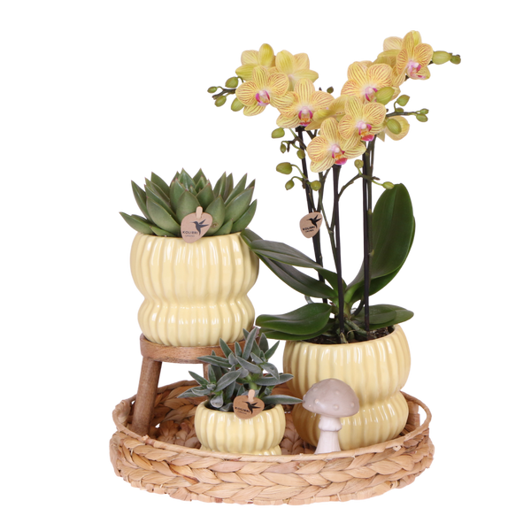 Orchidée Phalaenopsis jaune Blossom Lima et 2 succulentes - coffret Horizon jaune - pot Ø9 cm