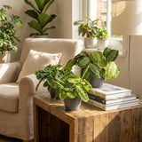 Green boutiQ - Kamerplant - Marantha Silverband, Marantha Lemon Lime Marantha Kerchoveana - Gebedsplant - Huisdiervriendelijke Plant - Groen - 3 Växtn - met Potter Grijs - Kruka 12cm - Hoogte 25cm