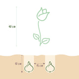 Green boutiQ - Bloembollen - Tulp Pastel mix - Diversen Kleuren - 12 stuks - Bolmaat 11/12 - XXL Pack