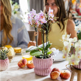 Orchidée Phalaenopsis rose Mineral Antwerpen et 2 succulentes - coffret Horizon rose