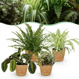 Green boutiQ - Kamerplant - Chlorophytum - Maranta - Calissia - Nephrolepsis - Mix van 4 - Huisdiervriendelijke Växtn - Groen - 4 Växtn - met Mand - Kruka 12cm - Hoogte 25cm