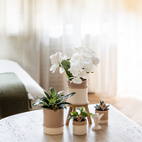 Kolibri Company | Växtnset Bamboo | Witte Amabilis orchidee Ø9cm + groene plant incl. keramieken sierpotten