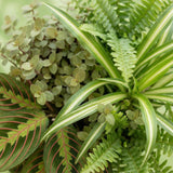 Green boutiQ - Kamerplant - Chlorophytum - Maranta - Calissia - Nephrolepsis - Mix van 4 - Huisdiervriendelijke Växtn - Groen - 4 Växtn - met Mand - Kruka 12cm - Hoogte 25cm