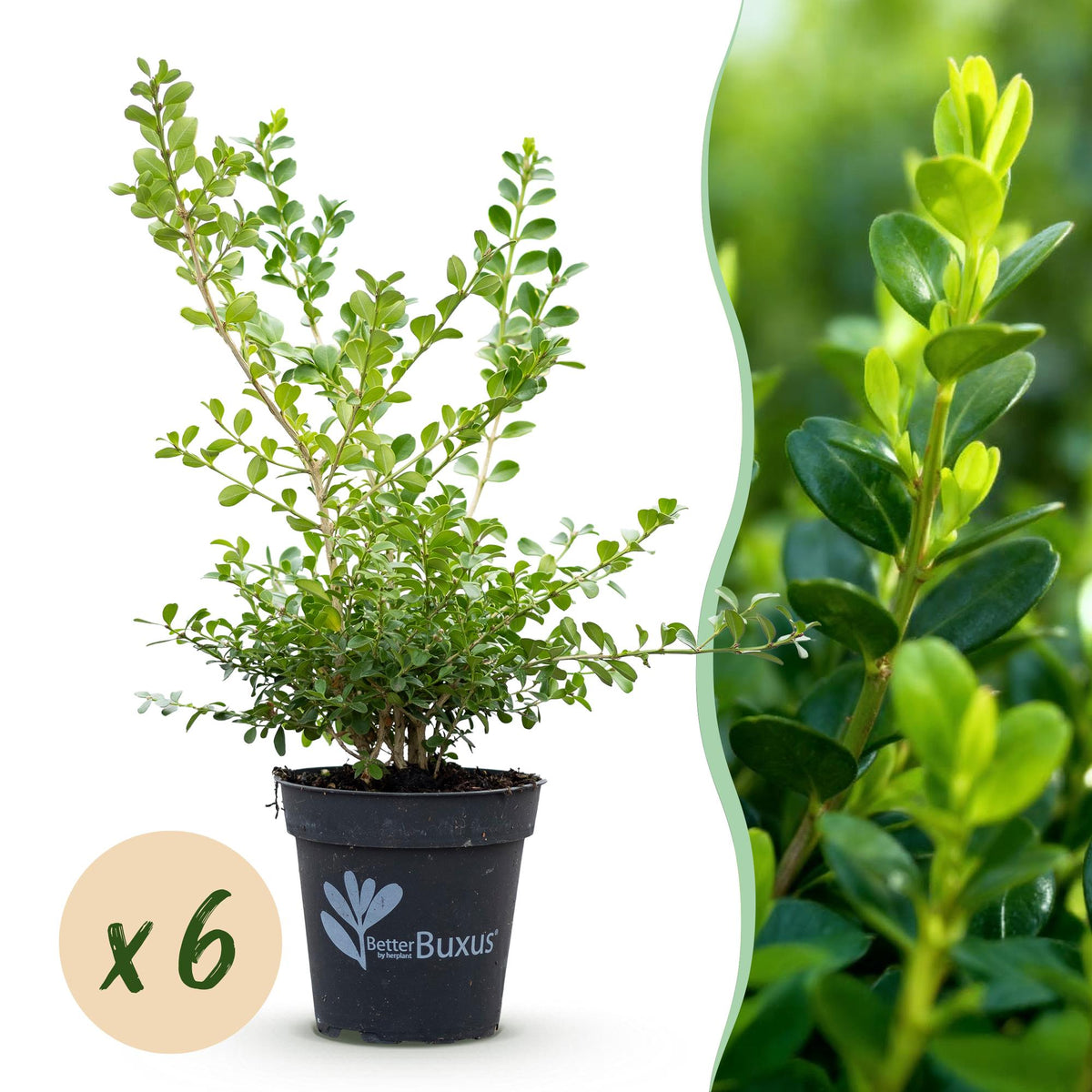 Green boutiQ - Buxus Haag - BetterBuxus Babylon Beauty - Resistant tegen de Buxus schimmel - 6 växtn - 1 strekkende meter - kruka 13cm hoogte 30-35