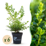 Green boutiQ - Buxus Haag - BetterBuxus Babylon Beauty - Resistant tegen de Buxus schimmel - 6 växtn - 1 strekkende meter - kruka 13cm hoogte 30-35