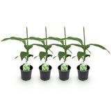 Green boutiQ - Fruitplant - Bananen plant - Musa Basjoo - Winterhard - 4 växtn - Kruka 12cm Hoogte 30cm