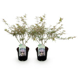 Green boutiQ - Terrasplant - Japanse Esdoorn - Acer palmatum Iyoshi - Roze - 2 Växtn - Bladverliezend - Kruka 19cm Hoogte 70cm