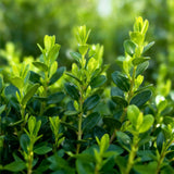 La Green Touch - Buxus Häck - BetterBuxus Babylon Beauty - Motståndskraftig mot Buxus svamp - 12 växter - 2 löpmeter - kruka 13cm höjd 30-35