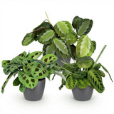 Green boutiQ - Kamerplant - Marantha Silverband, Marantha Lemon Lime Marantha Kerchoveana - Gebedsplant - Huisdiervriendelijke Plant - Groen - 3 Växtn - met Potter Grijs - Kruka 12cm - Hoogte 25cm