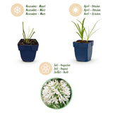 Agapanthe blanche Albus - H 15-25 cm, pot Ø11 cm - photo 4